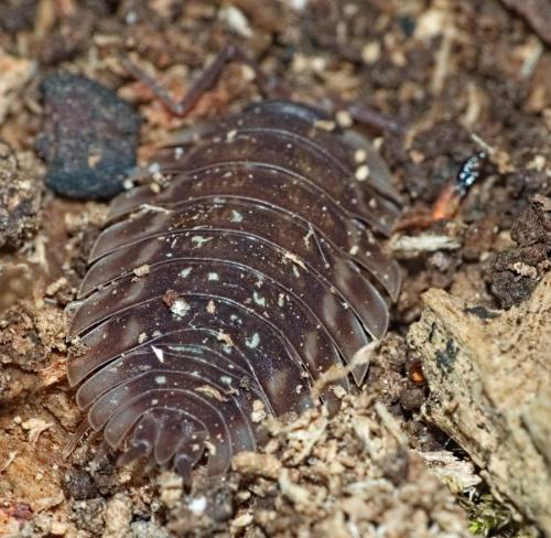 Réf. 334 561 : Oniscus asellus